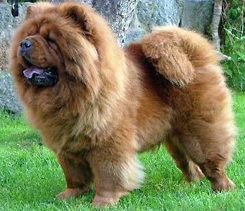 Chow-Chow