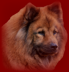 wp52c653d8.png