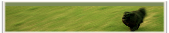 wp81373125.png